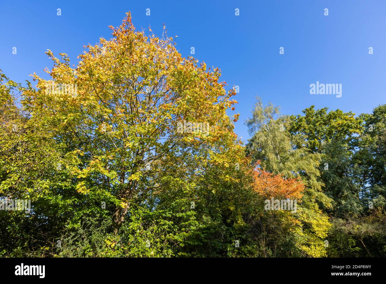 Golden yellow leaves in autumn colours in the crown of a sycamore tree (Acer pseudoplatanus) on a sunny day with a clear blue sky, Surrey, SE England Stock Photo