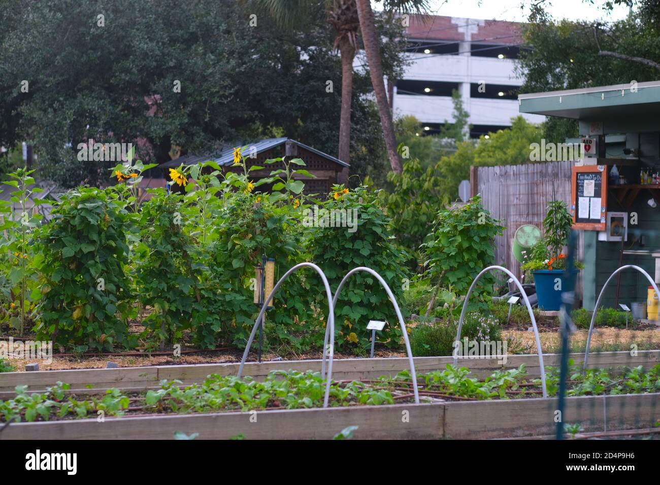 Urban Gardens as a 19th Century English Village with Soil Plots Set Against English Street Names and Red Brick Architecture with New Plants Growing. Stock Photo