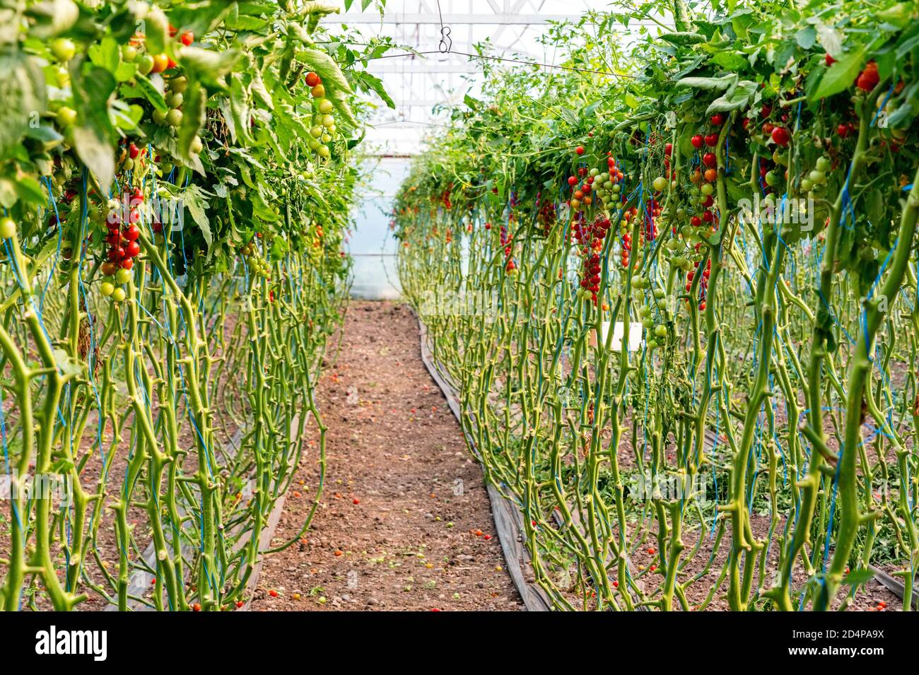 Close-up of cherry tomatoes cultivation in a greenhouse Stock Photo - Alamy