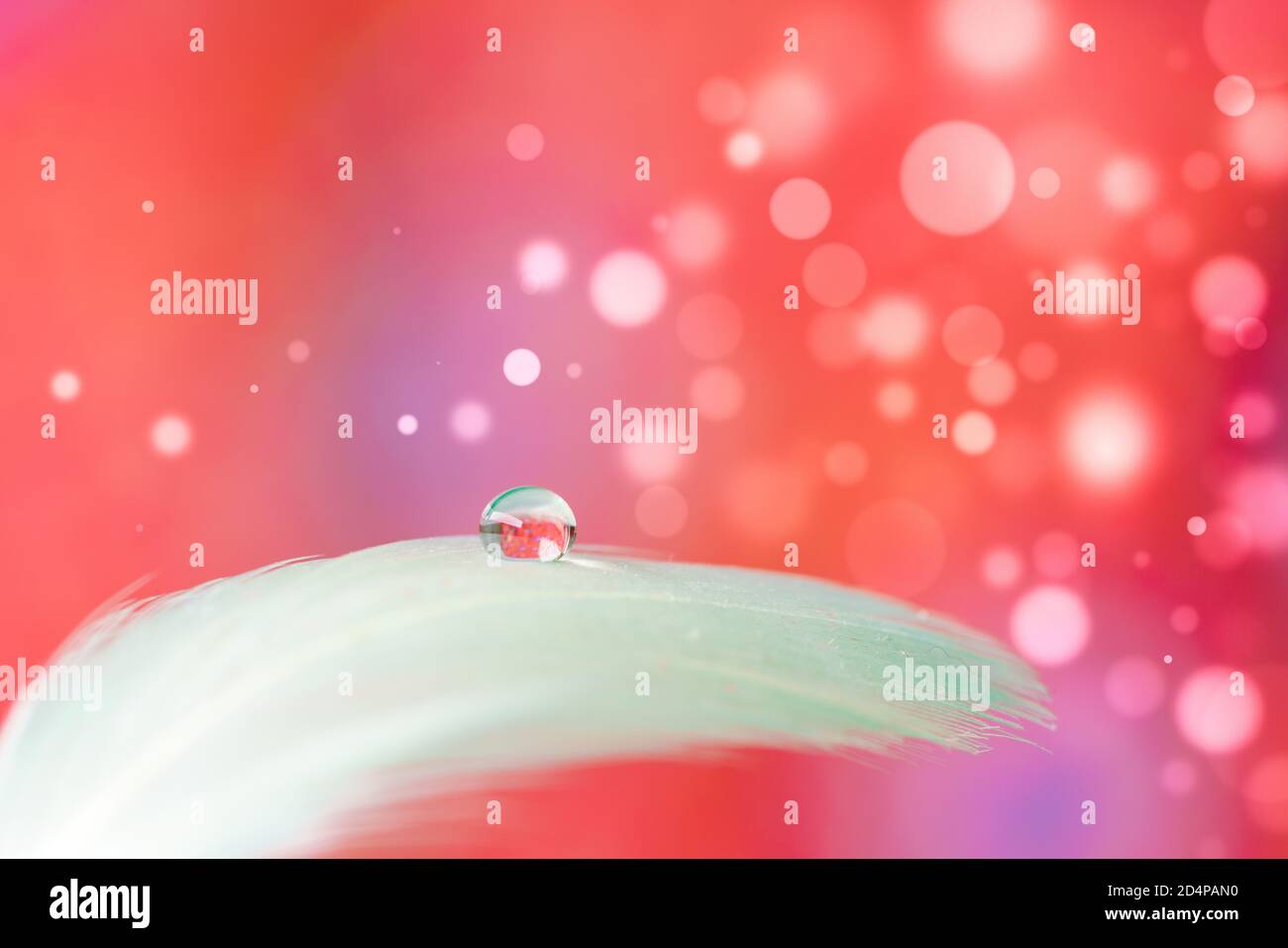 Bird feather on bokeh background with water drop Stock Photo Alamy