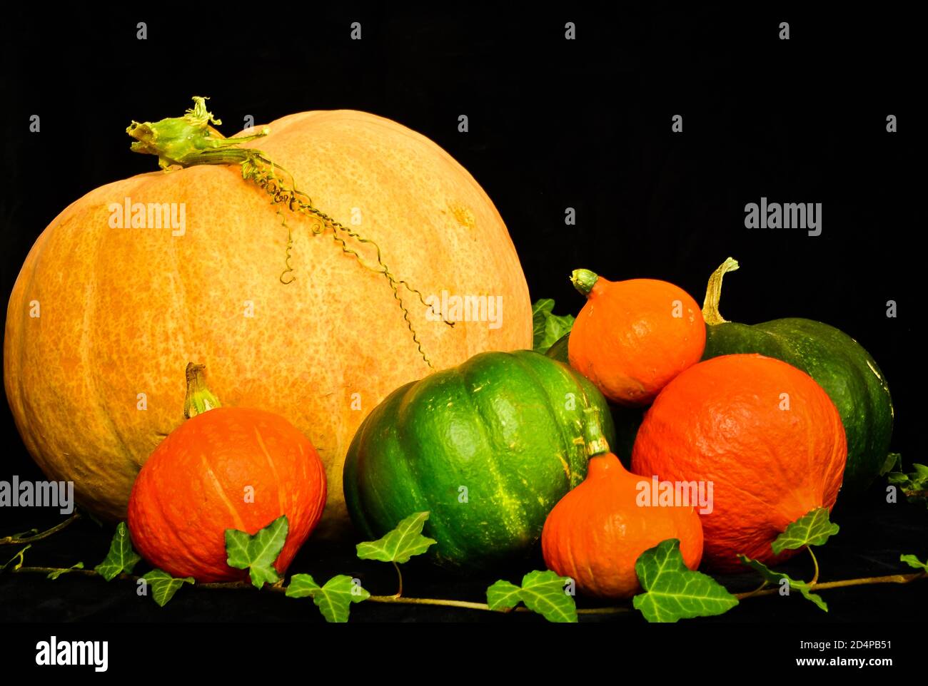 a group of different orange and green pumpkins as a still life in front ...