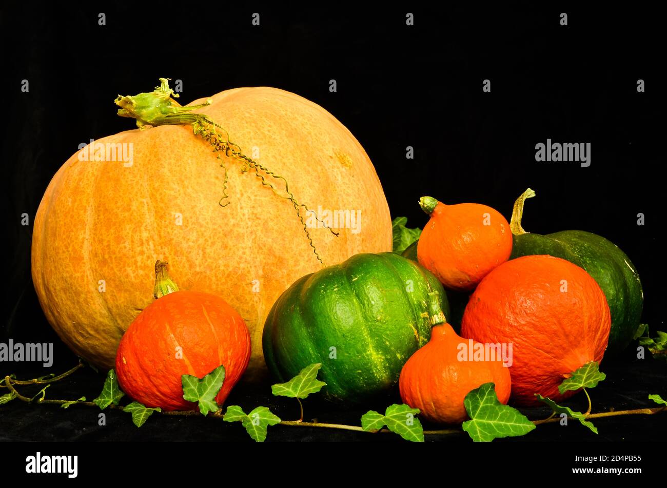 a group of different orange and green pumpkins as a still life in front ...