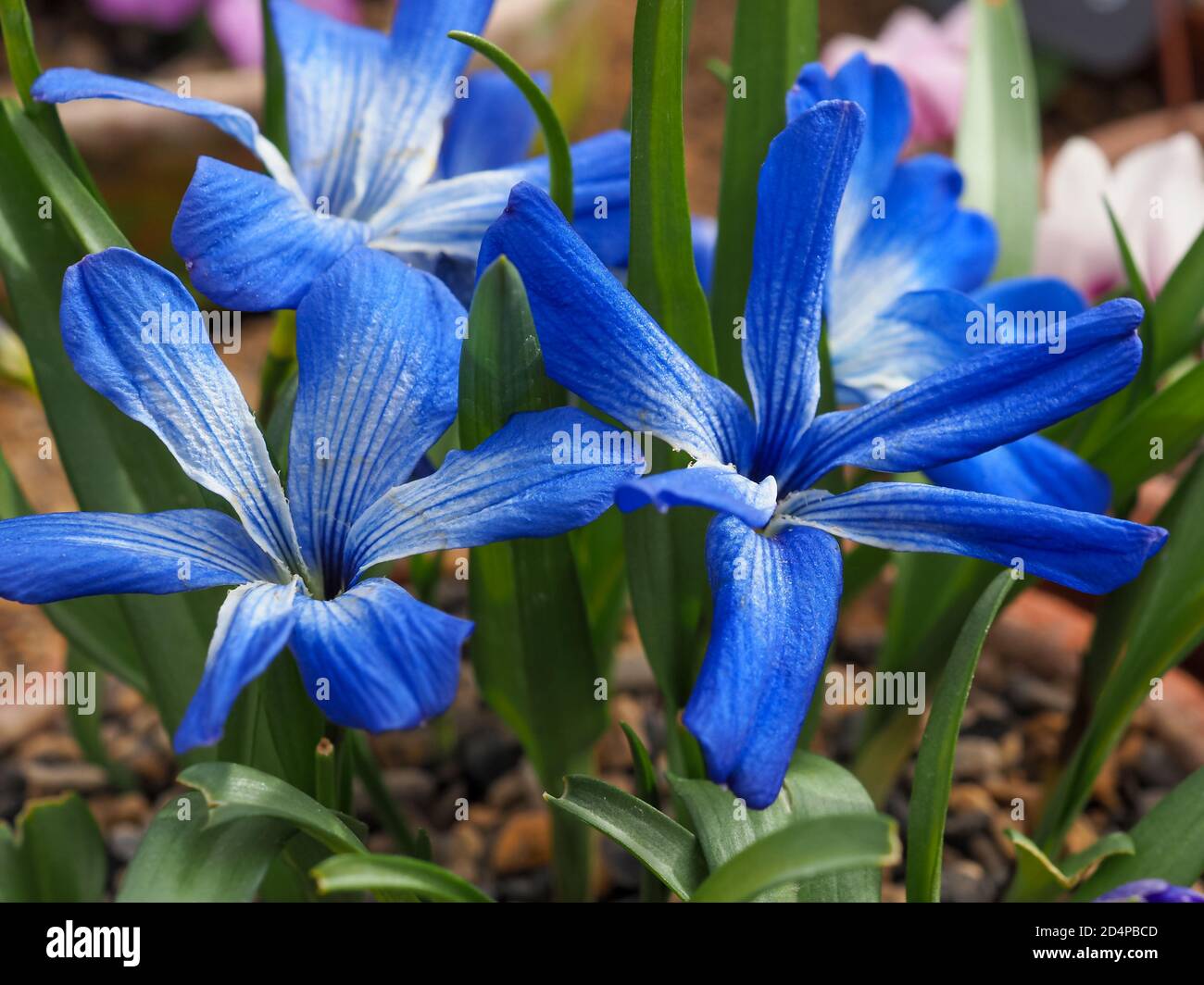 Closeup of pretty little Chilean blue crocus flowers, Tecophilaea cyanocrocus violacea Stock Photo