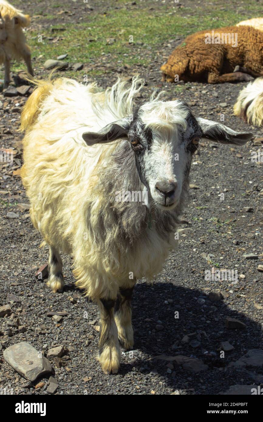 Sheep looking at the camera. Mountain long hair sheep. Sheep in a ...