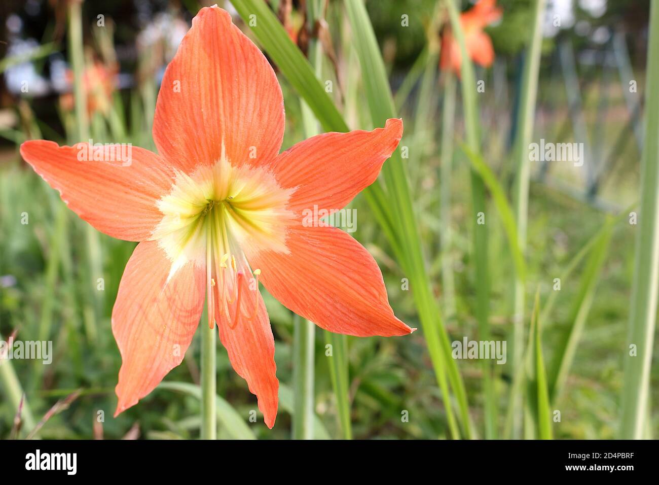 Old Rose color Barbados lilies that bloom almost full frame. Stock Photo