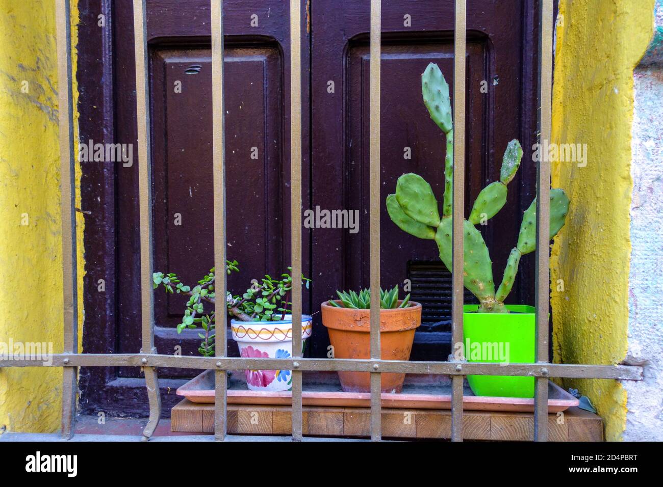 Cactus in pot succulents in pots window grille with a wrought iron fence, Spain houseplant Desert home plants, Stock Photo