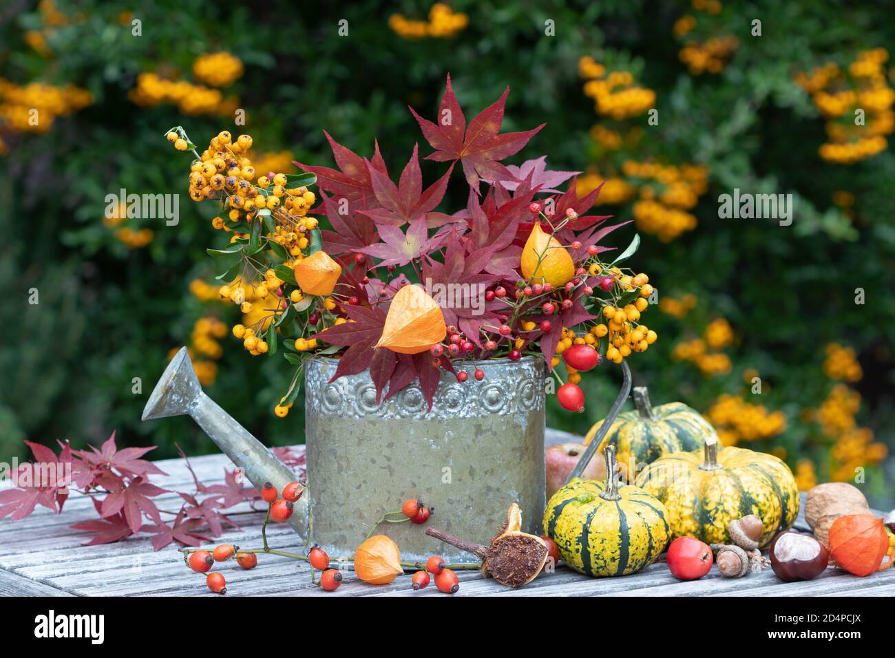 bouquet of physalis, maple leaves and firethorn berries in autumn garden Stock Photo