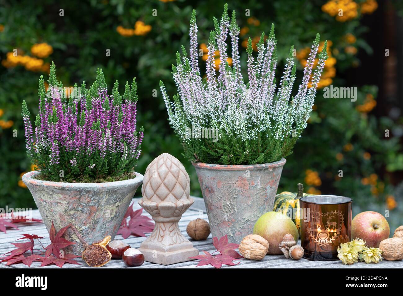 autumn garden decoration with heather flowers in terracotta pots Stock Photo