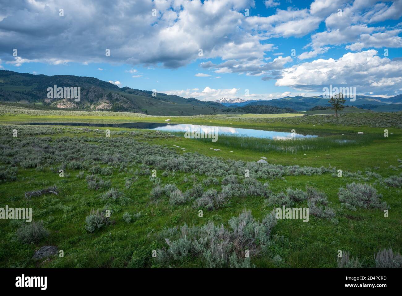Lamar Valley In Yellowstone National Park In Wyoming In The Usa Stock Lamar Valley In Yellowstone National Park In Wyoming In The Usa Stock