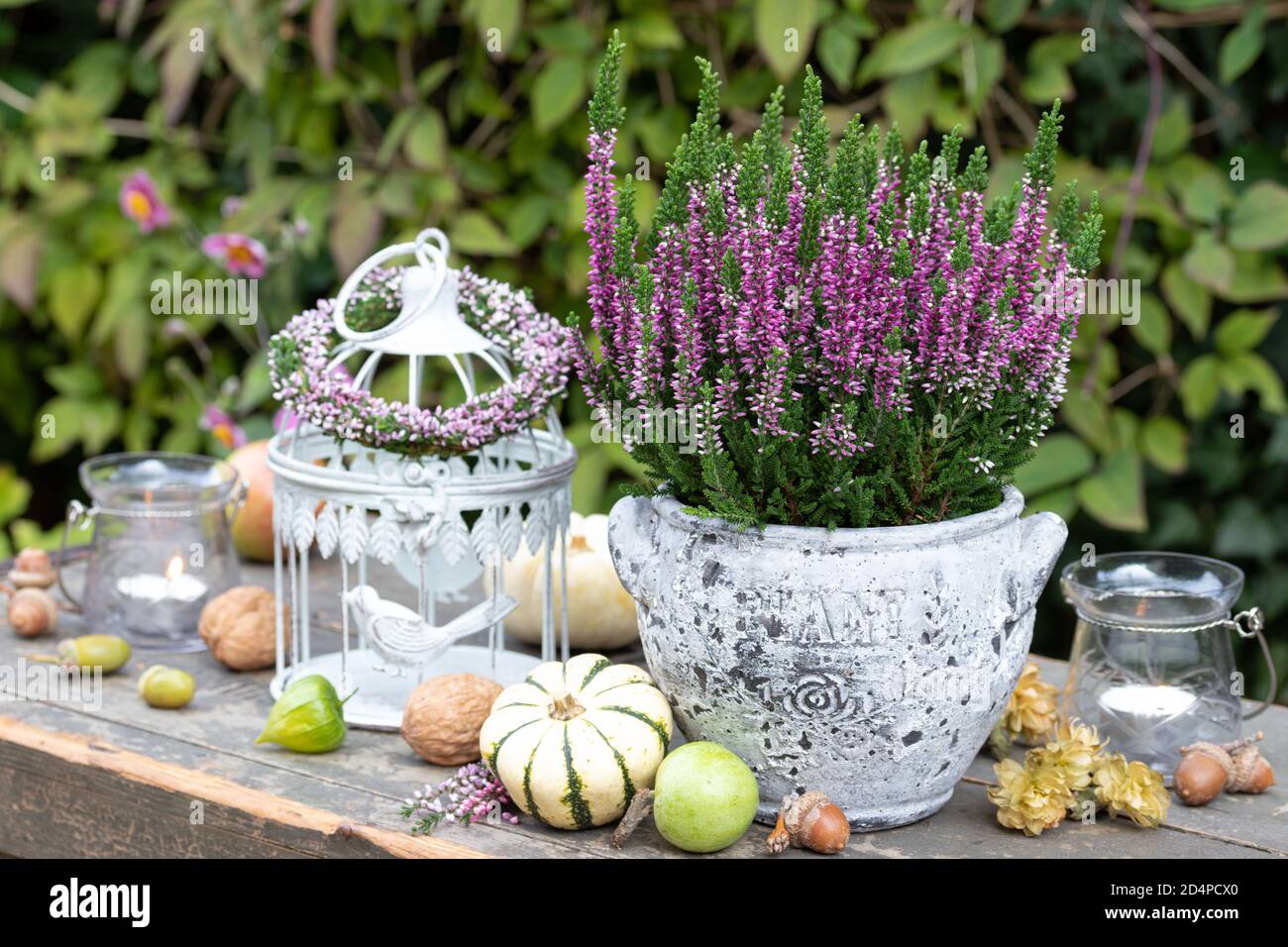 vintage garden decoration with heather flowers, pumpkins and bird cage Stock Photo