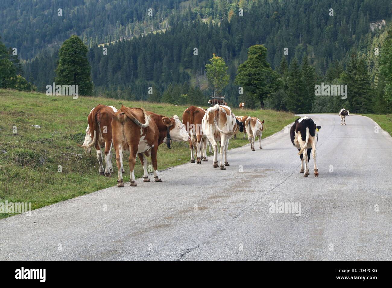 Closeup of cows walking on a road in green meadows in the Alps Stock Photo