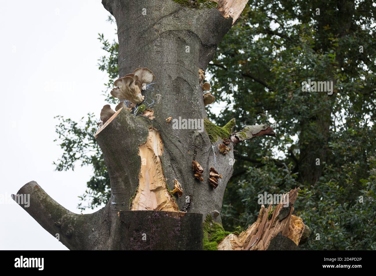 Mushrooms growing on a dead beech tree trunk in europe Stock Photo