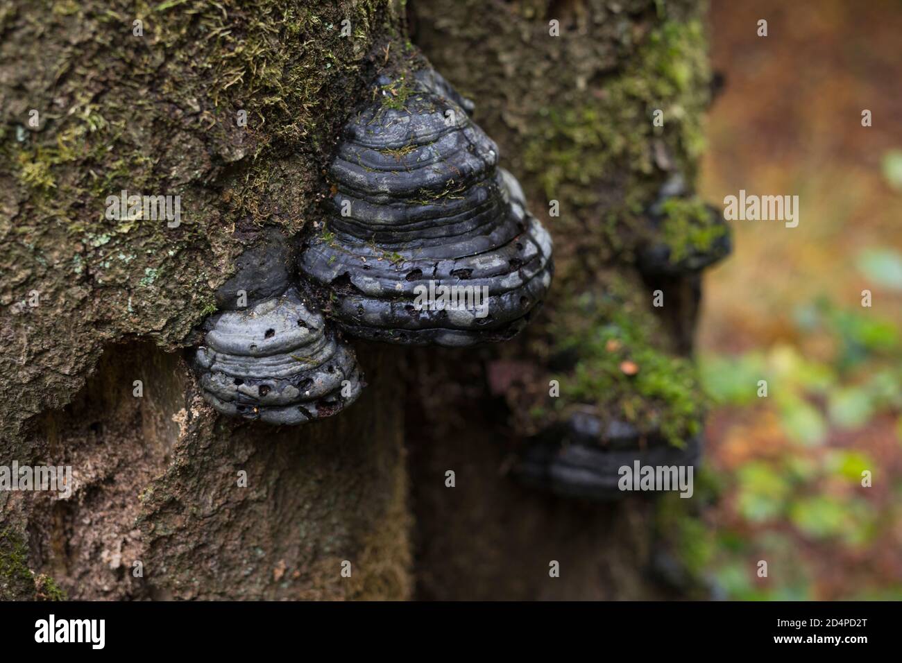 Black mushrooms growing on a dead beech tree trunk in europe Stock Photo