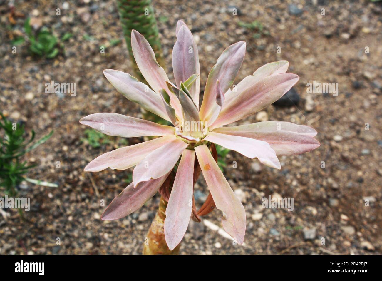 Wolfsmilchgewächs euphorbia atropurea Stock Photo Alamy