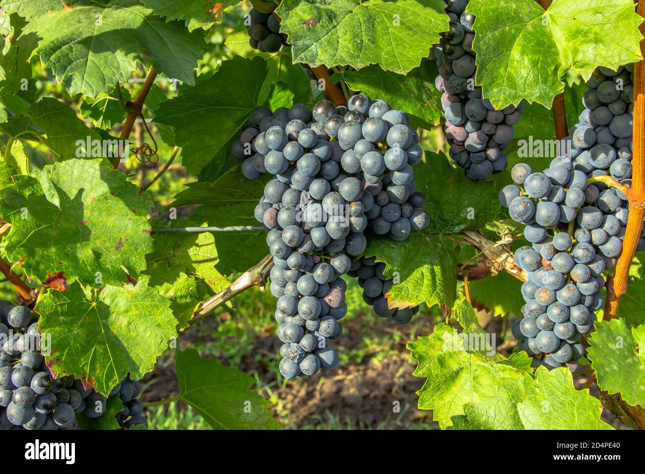 Detail of sweet organic juicy grapevine in autumn. Close up of red ...