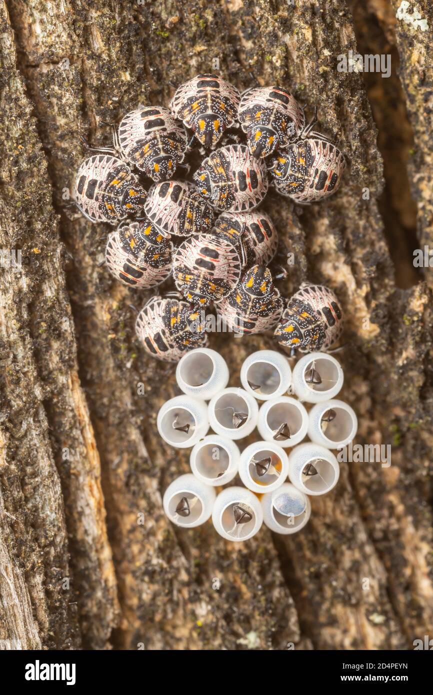 Insect Nymph Casing Recently emerged Stink Bug (Pentatomidae) nymphs next to empty egg ...