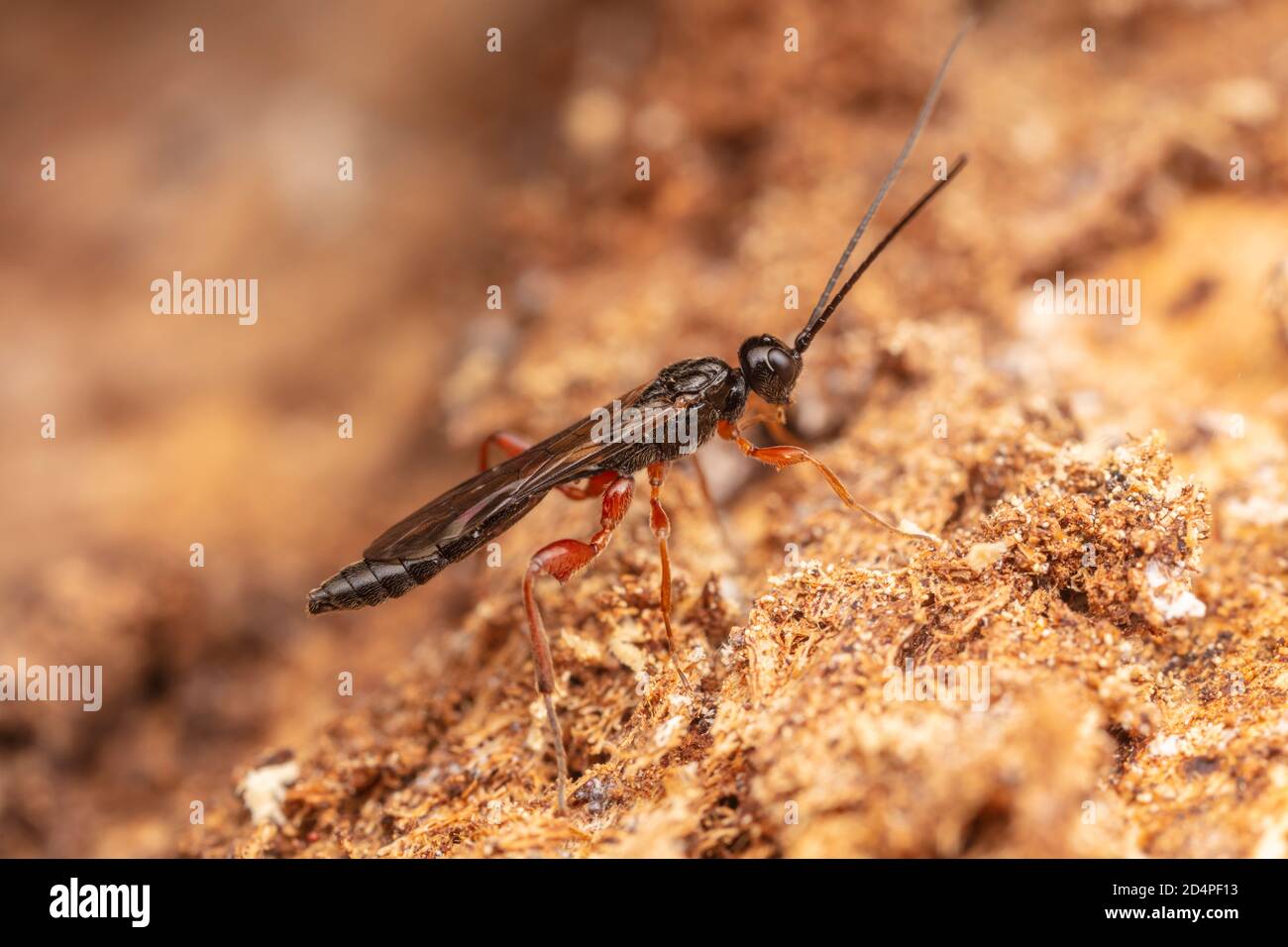 Ichneumonid Wasp (Odontocolon sp.) - Male Stock Photo