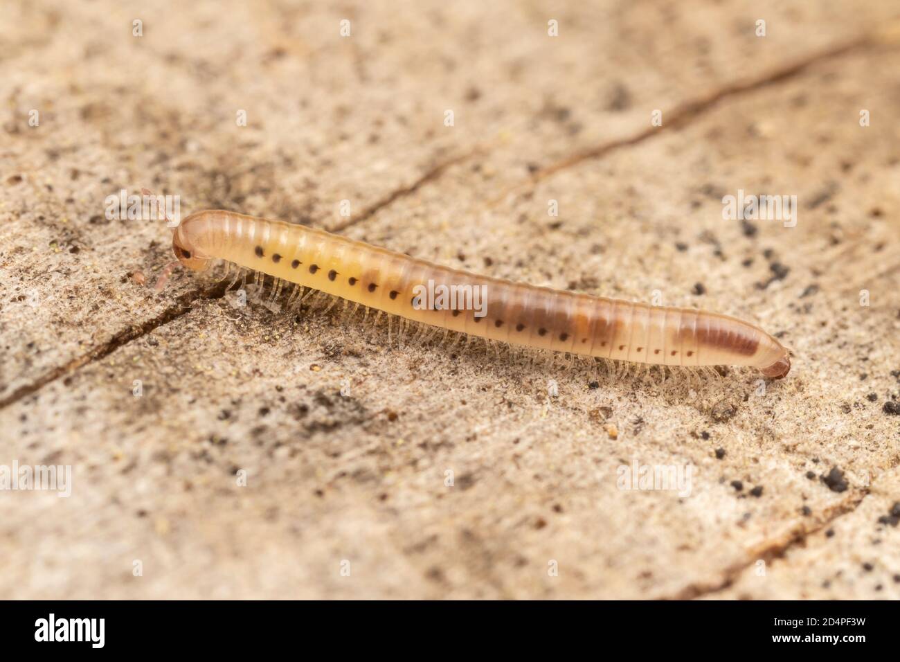 Millipede (Parajulidae) Stock Photo