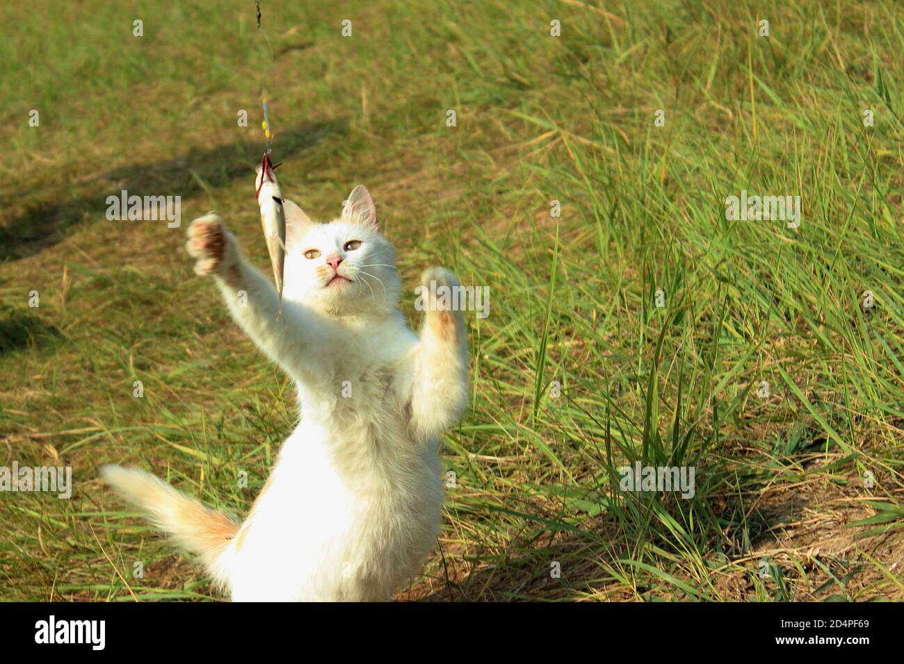 White fluffy cat catches fish. Stock Photo
