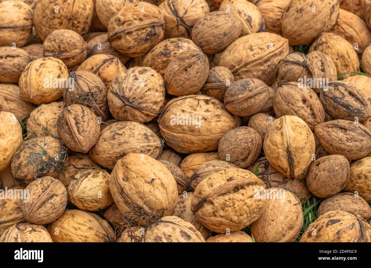 Whole walnuts top view. Fresh raw walnuts full of healthy fats, fiber, vitamins and minerals.Eating walnuts to better brain function.Food background. Stock Photo
