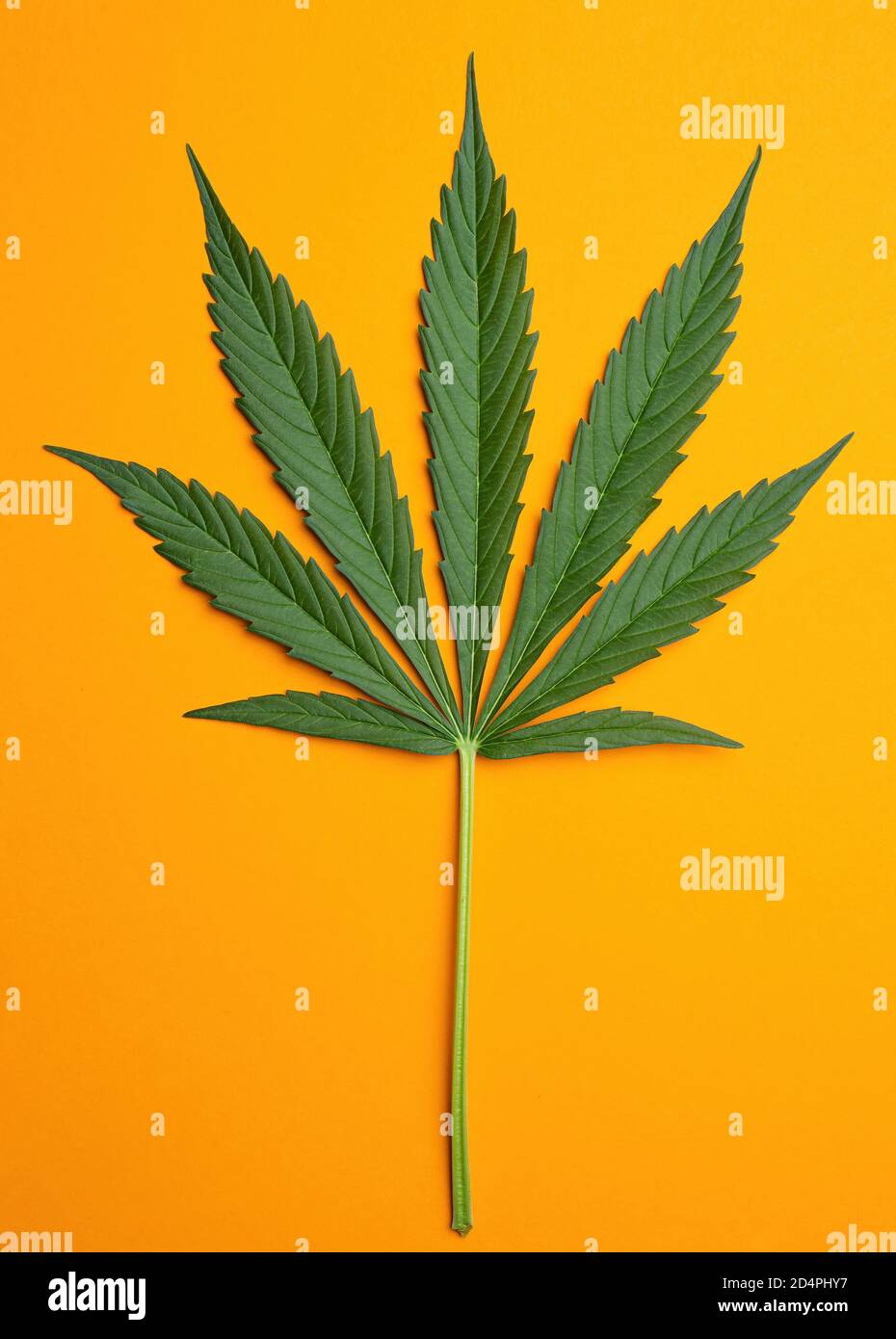 Fresh Green Leaf of full-grown Hemp - Cannabis - on orange background. Growing medical marijuana. Studio shot. Stock Photo