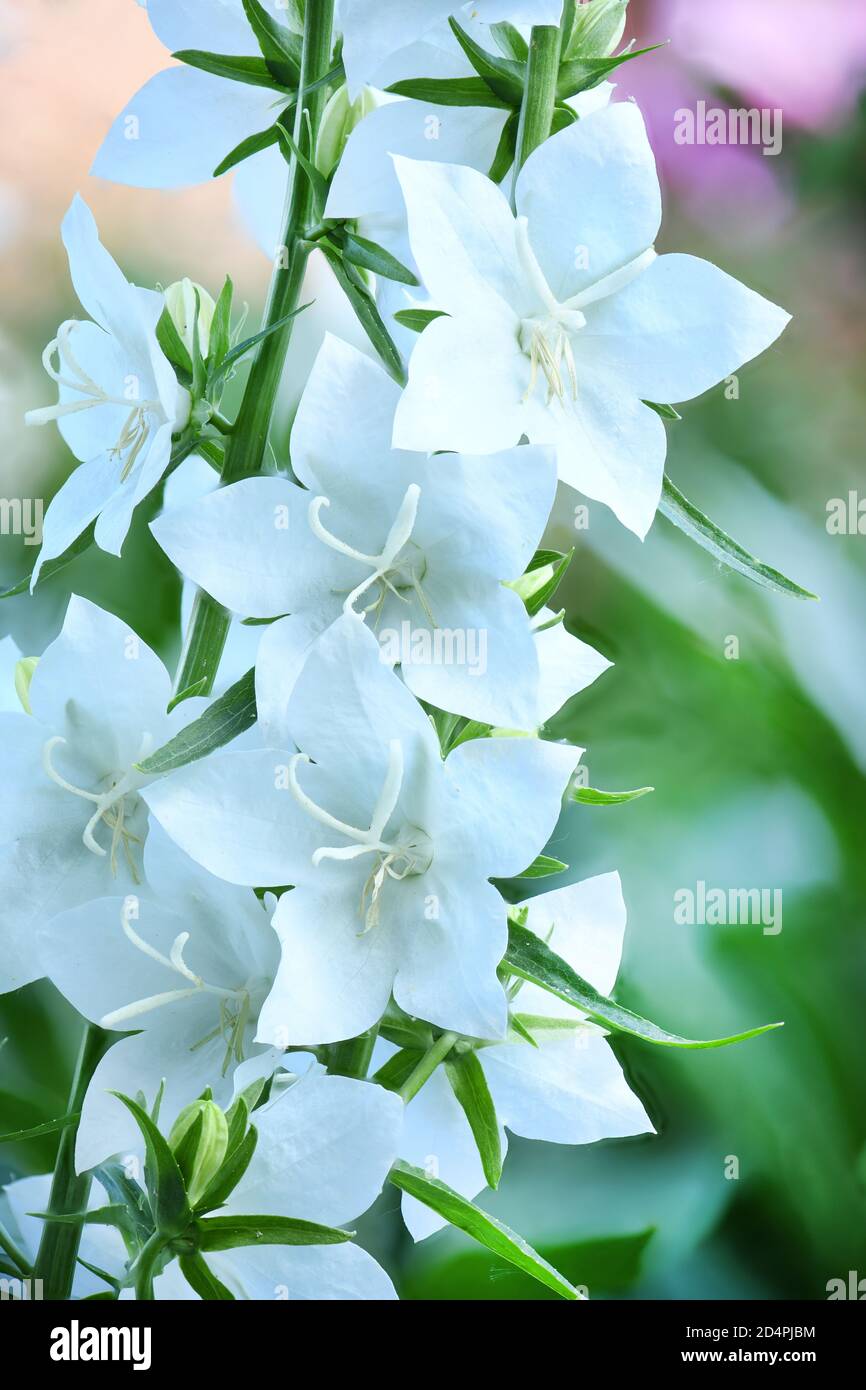Campanula latifolia alba giant bellflower white plant. Is Latin for 'little bell'. In Russian it is called kolokolchik. In Ukrainian it is called Dzvo Stock Photo