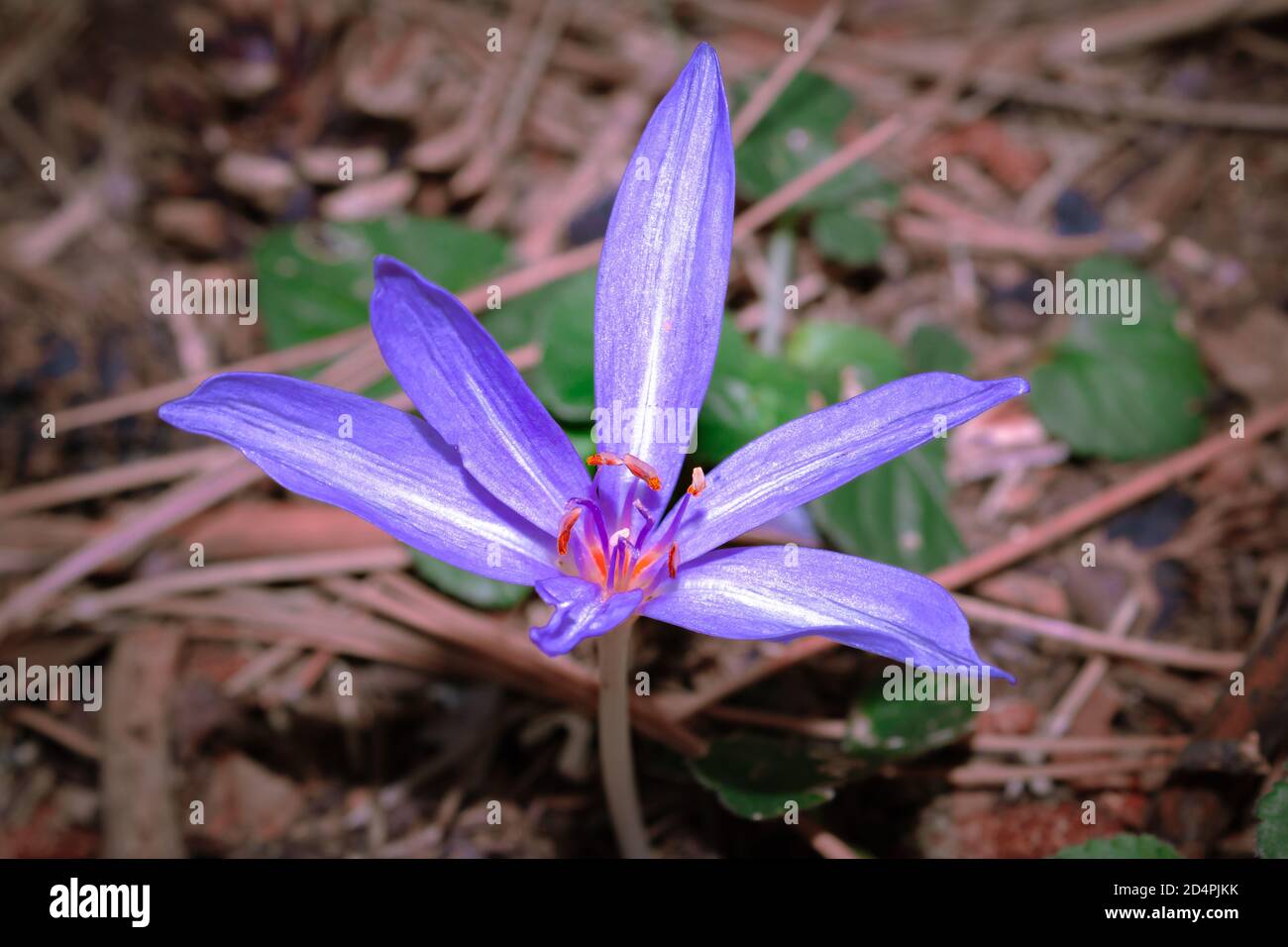 Violet wild growing flowers hi-res stock photography and images - Alamy