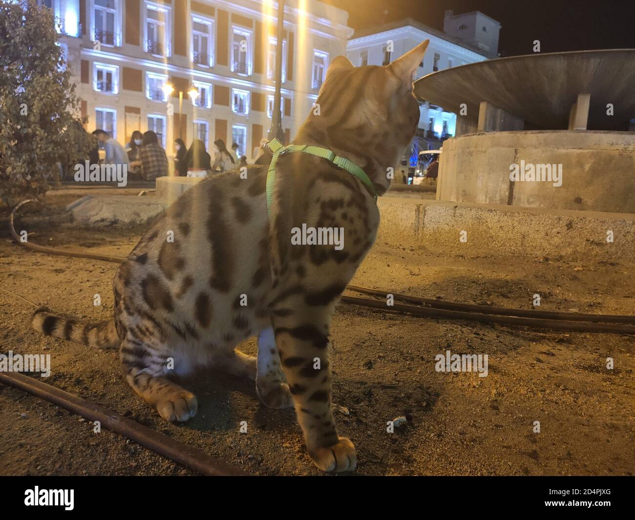 Domestic cat walking on a leash through the streets of Madrid, in Spain Stock Photo