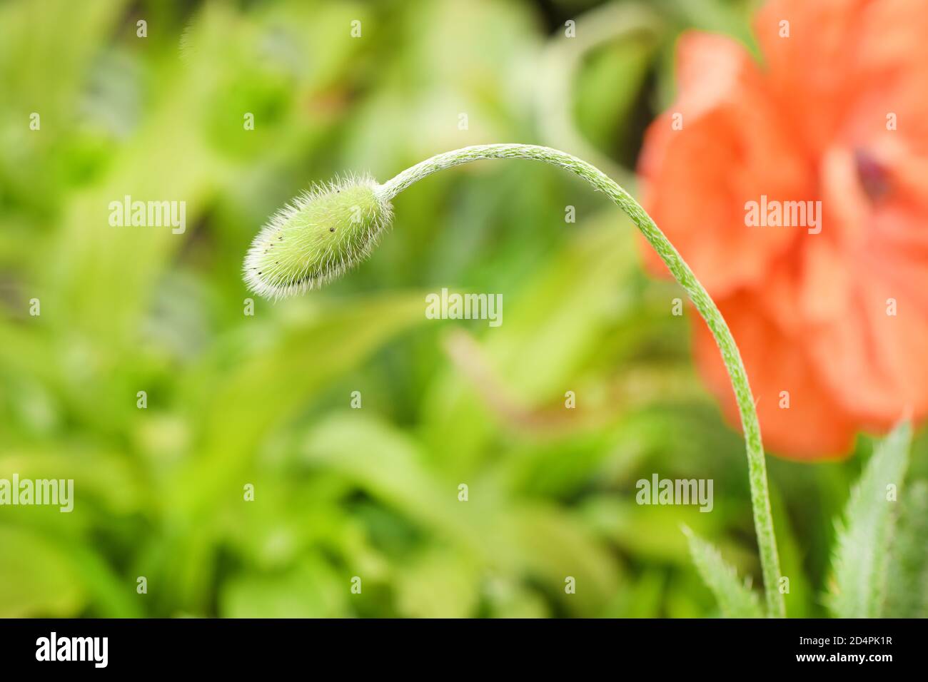 Decorative Red Poppy On Background Of Green Garden High Resolution Photo Full Depth Of Field Stock Photo Alamy