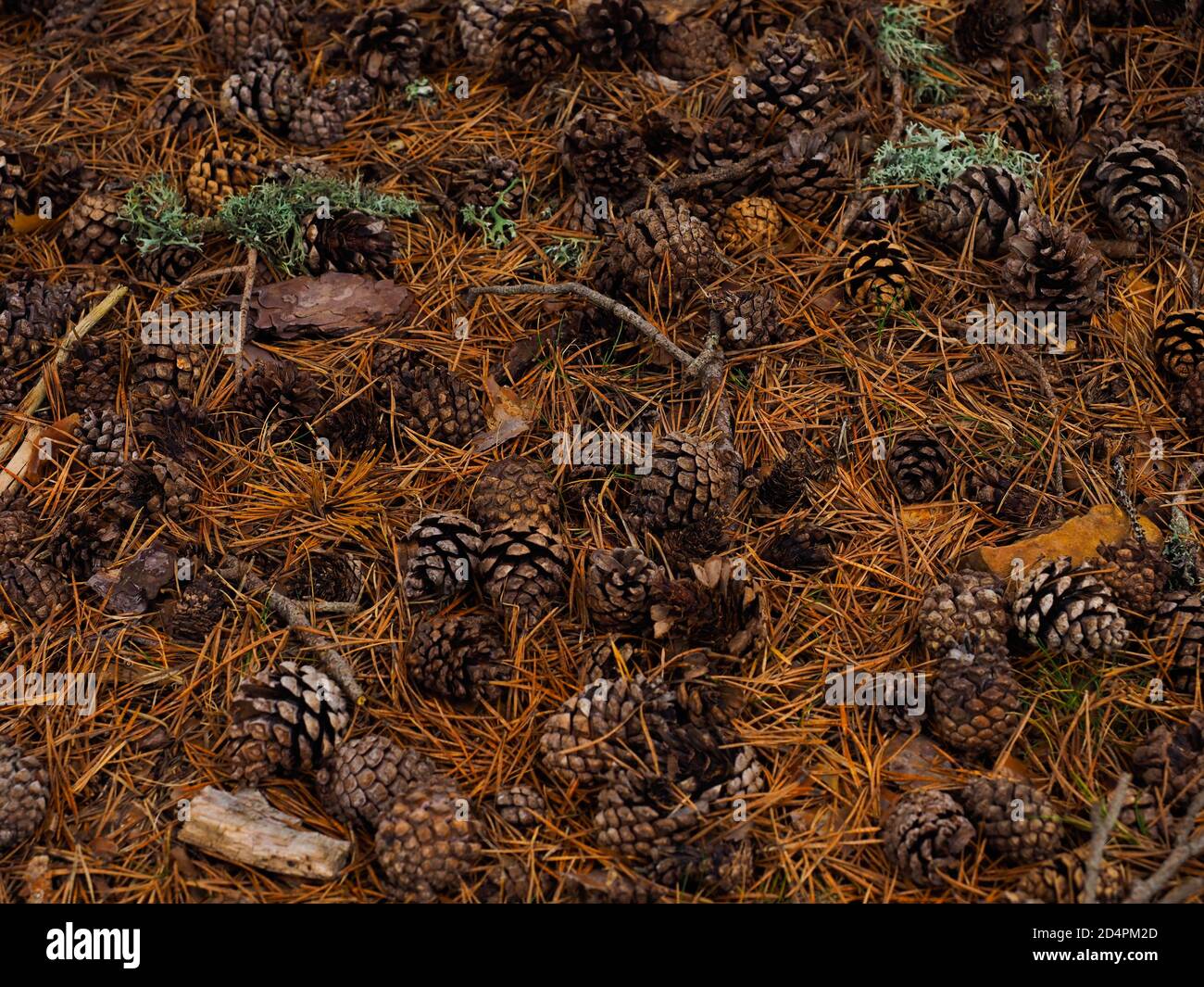 some pinecones lying in the forest Stock Photo