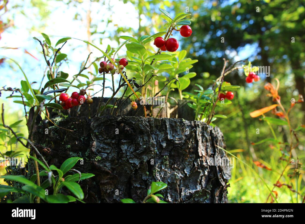 Beautiful lingonberry looking out of an old tree stump in the woods Stock Photo