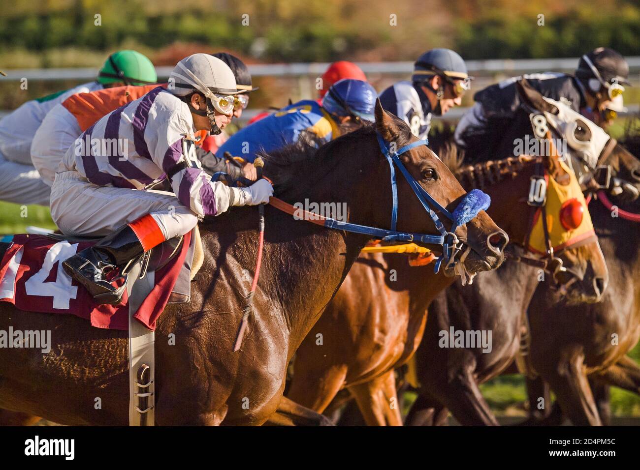 Horse Race Track Field High Resolution Stock Photography And Images Alamy