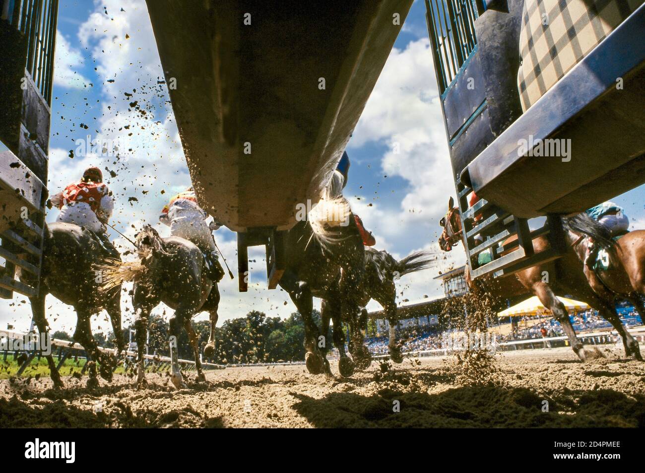 Ground level view behind from starting gate as race horses break from gate Stock Photo