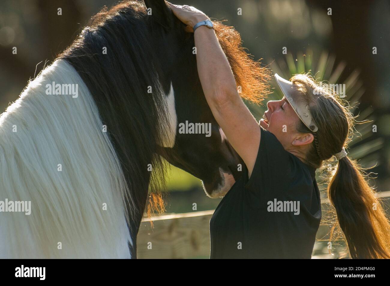 Woman with ponytail grooms Gypsy Vanner Horse filly mane Stock Photo