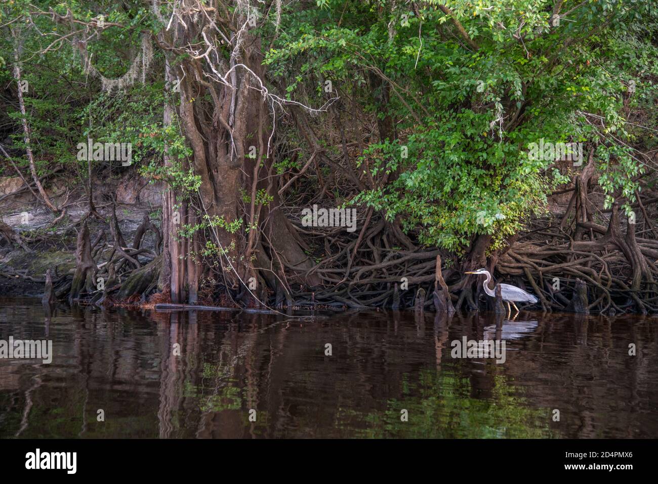 Great Blue Heron and natural vegetation along Suwannee River waterway near Rock Bluff, FL Stock Photo