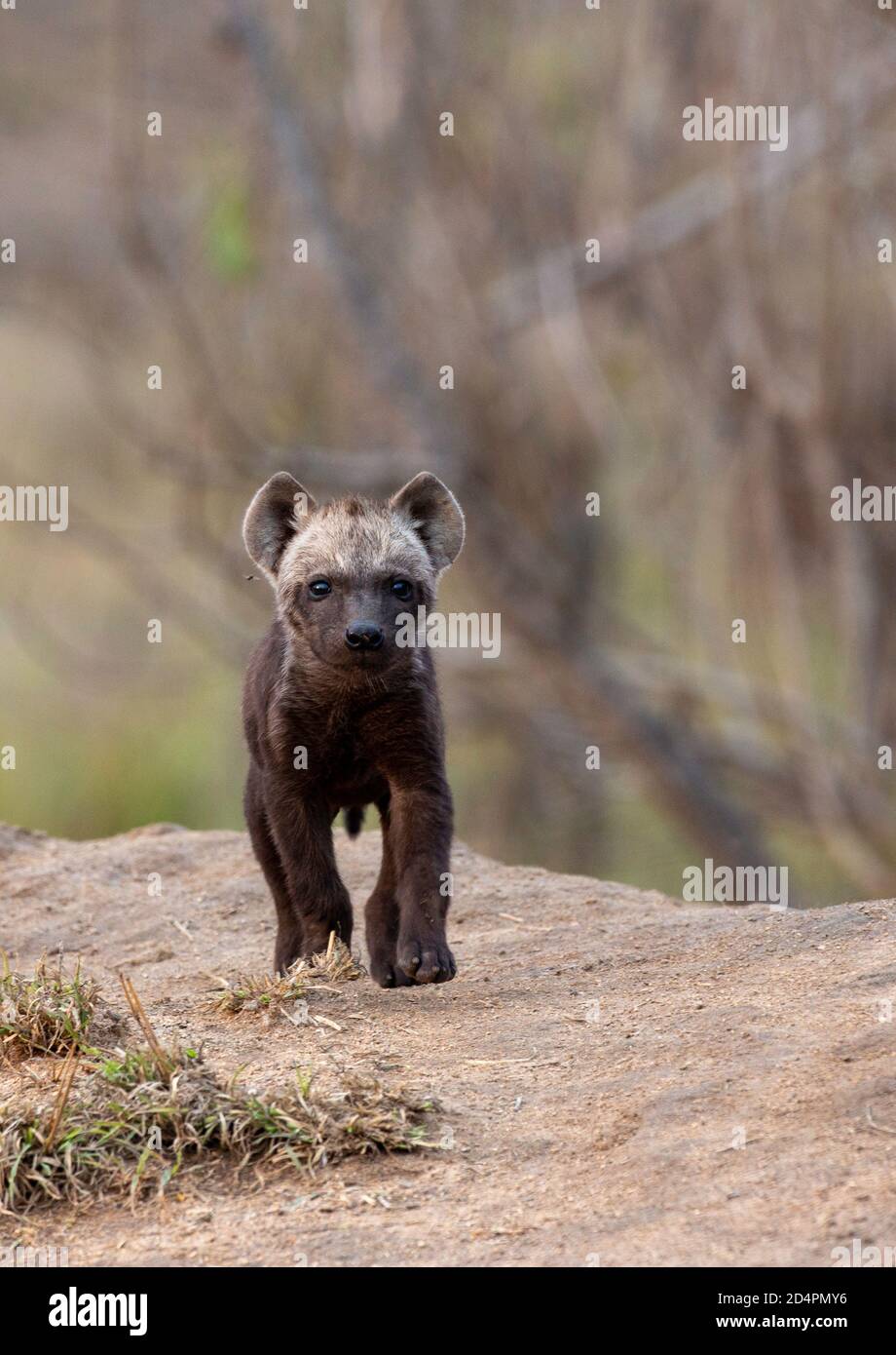 Baby Spotted Hyena (Crocouta crocouta) Stock Photo
