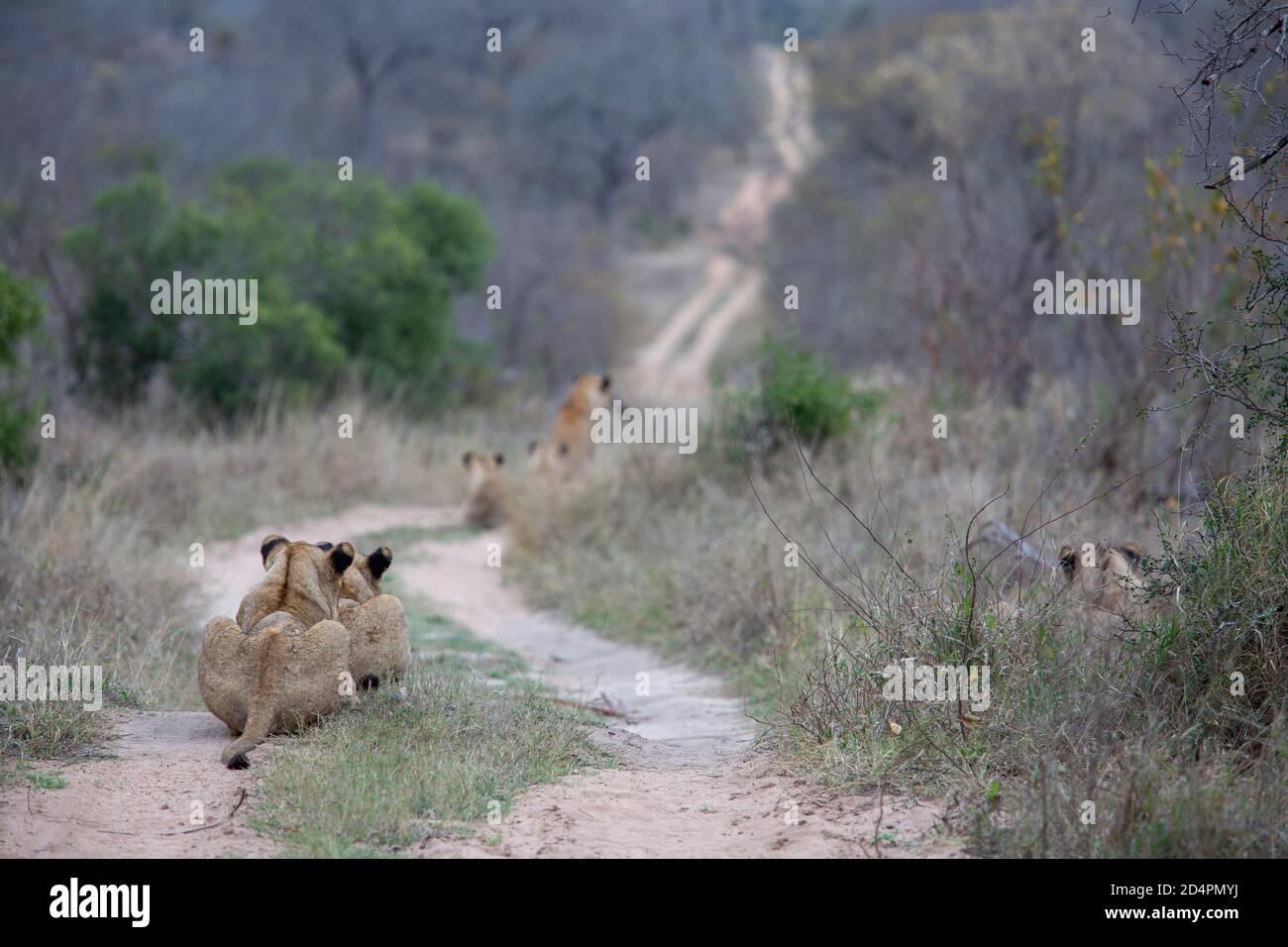 Scenic view of a pride of lions on the hunt lying on a bushveld track searching for prey Stock Photo
