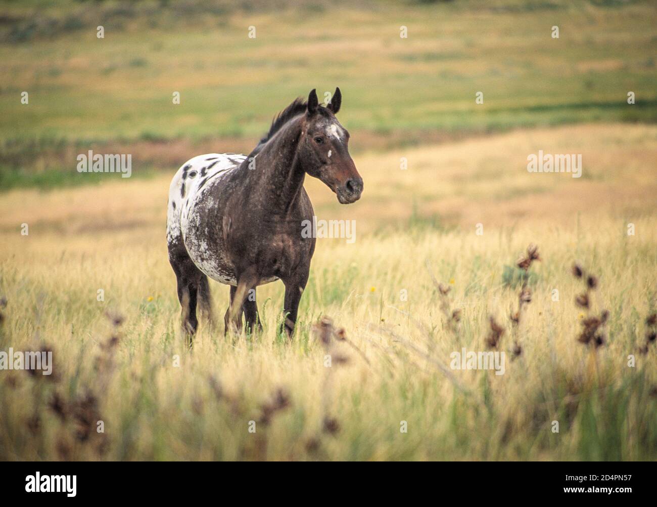 Appaloosa horse spotted hires stock photography and images Alamy