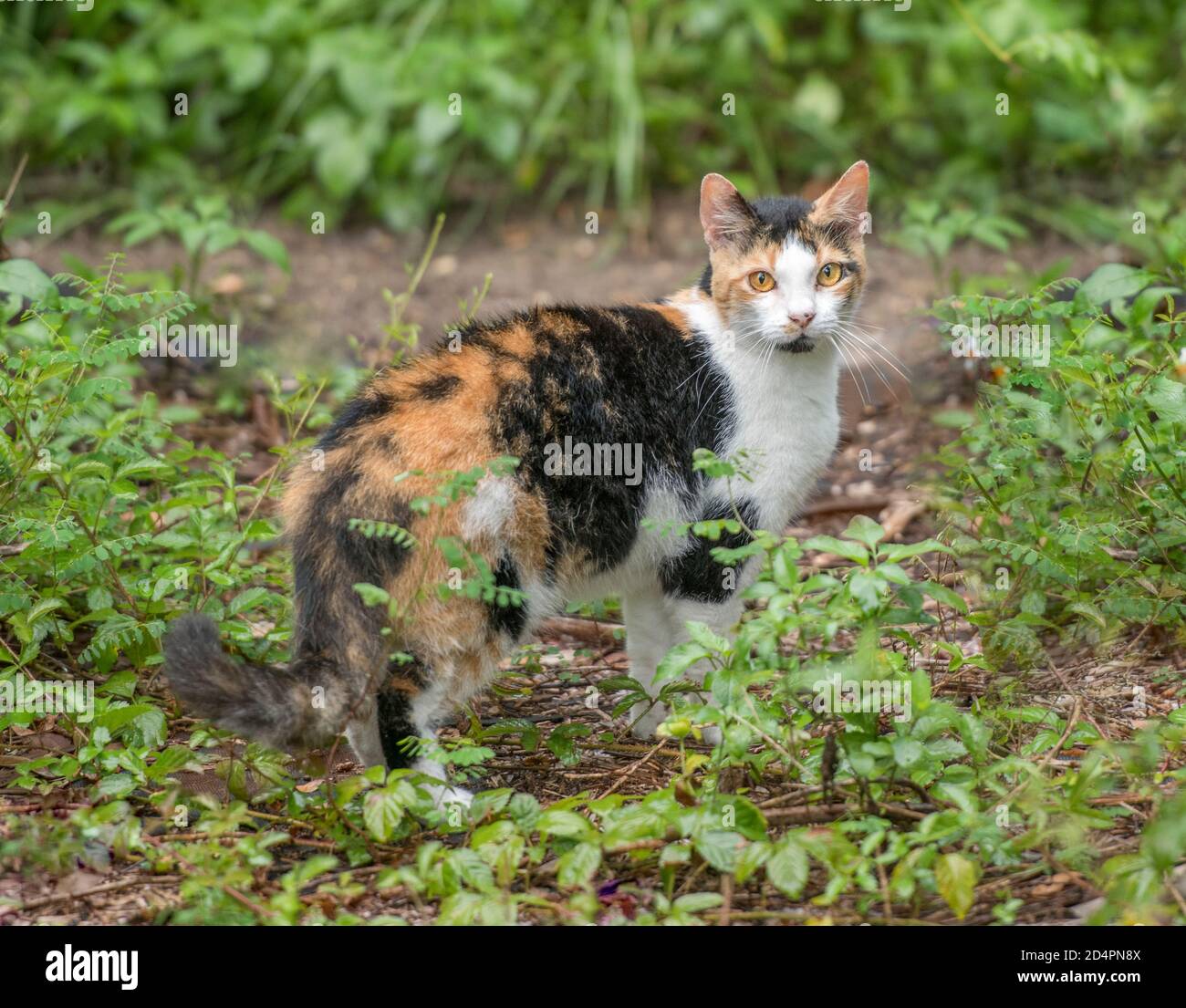 Feral calico cat Stock Photo