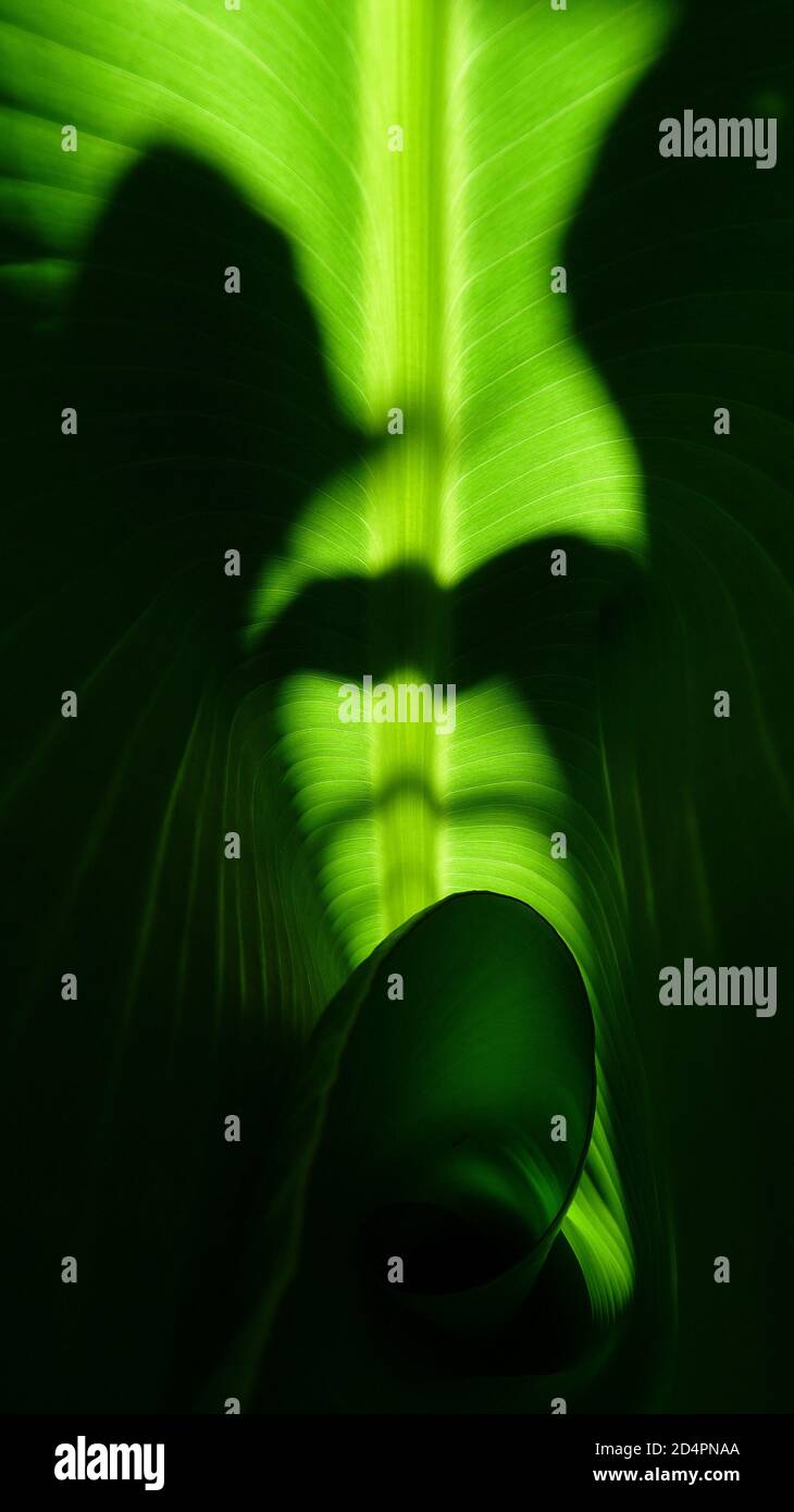 Macro shot of a green leaf with a curve part and shadow on it, texture ...