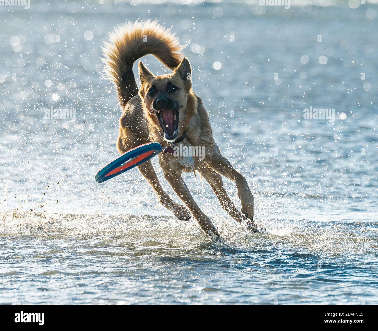 German Shepherd dog chasing disk on beach with ocean Stock Photo