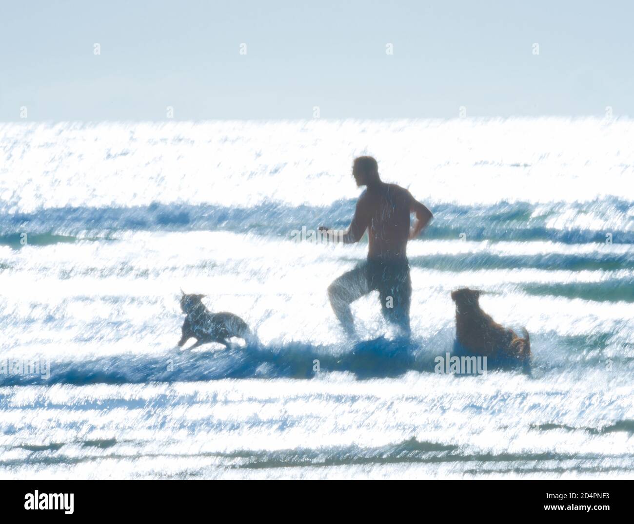 Romping in surf with dogs at Ocean Beach, San Diego CA Stock Photo