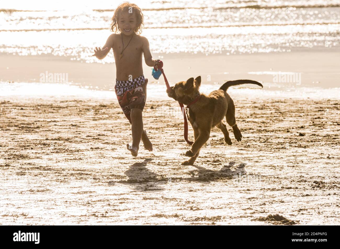 Young boy plays with German Shephard puppy on beach Stock Photo