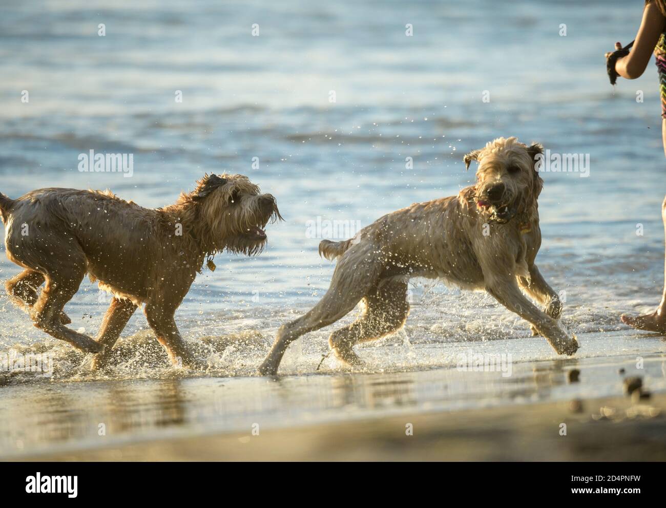 Terrior dogs run and splash on ocean shoreline Stock Photo