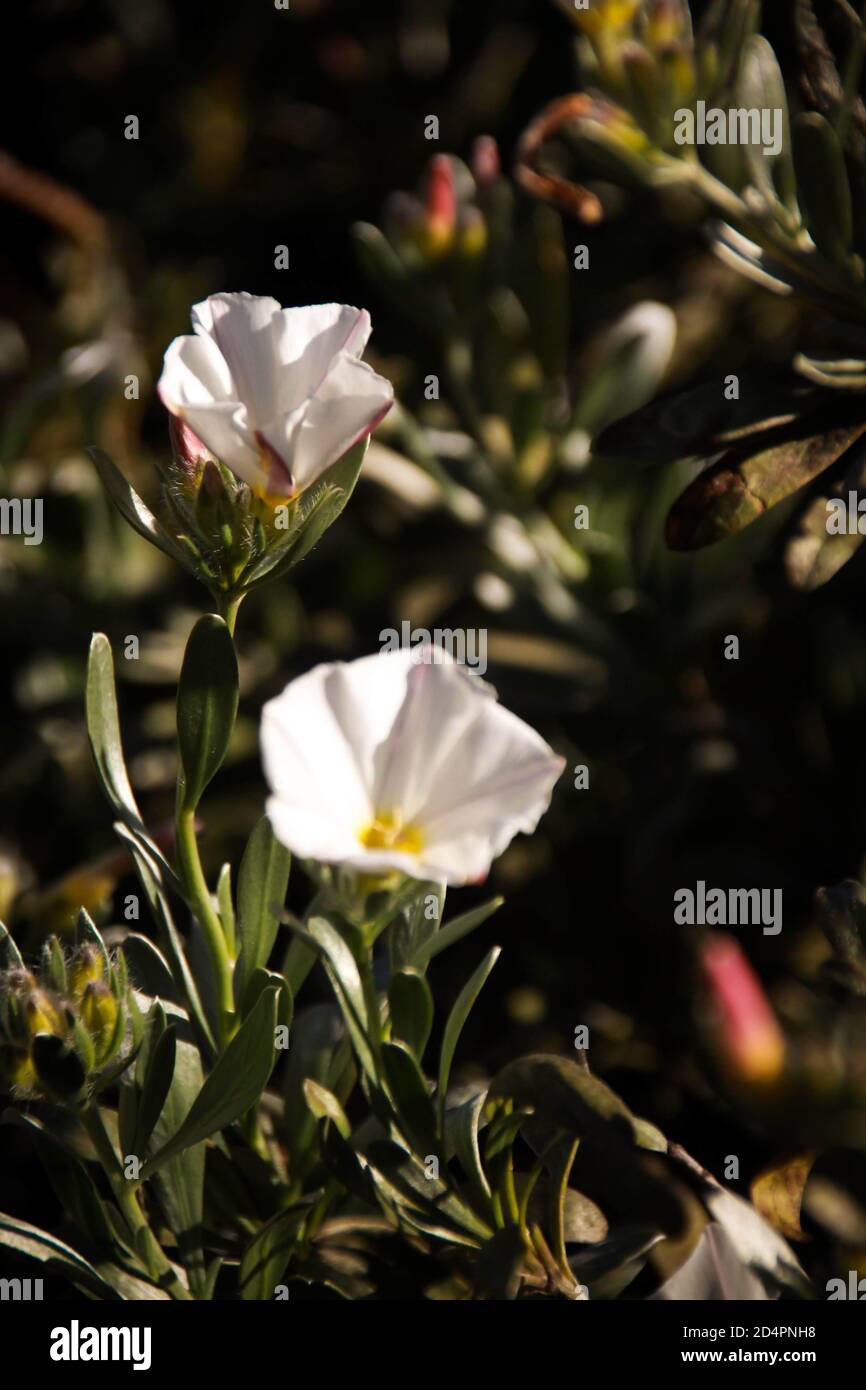 Vertical shot of convolvulus cneorum blossom on blurred background Stock Photo