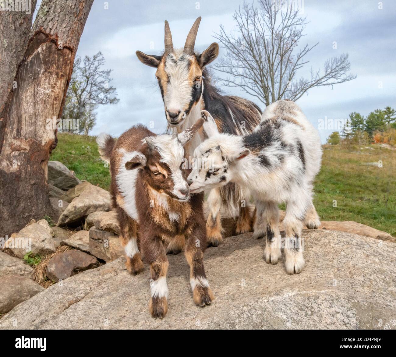 Nigerian dwarf goat kids with nanny close by play in open pen with boulders Stock Photo