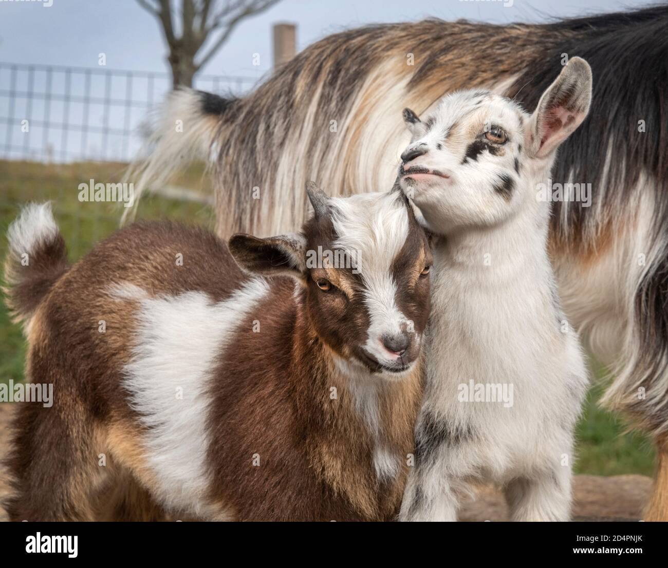 Baby Nigerian Dwarf Goats play Stock Photo