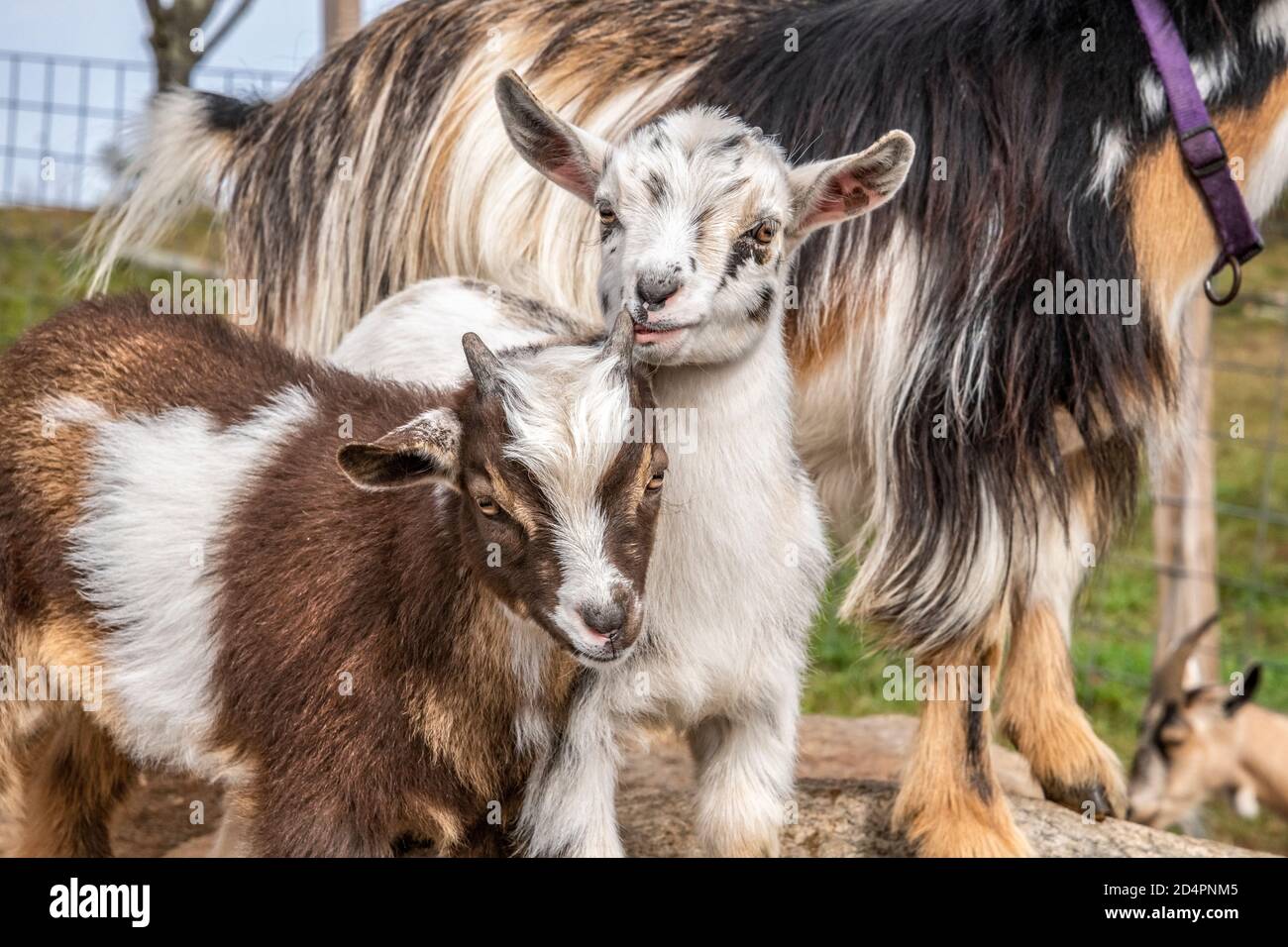 Baby Nigerian Dwarf Goats play Stock Photo