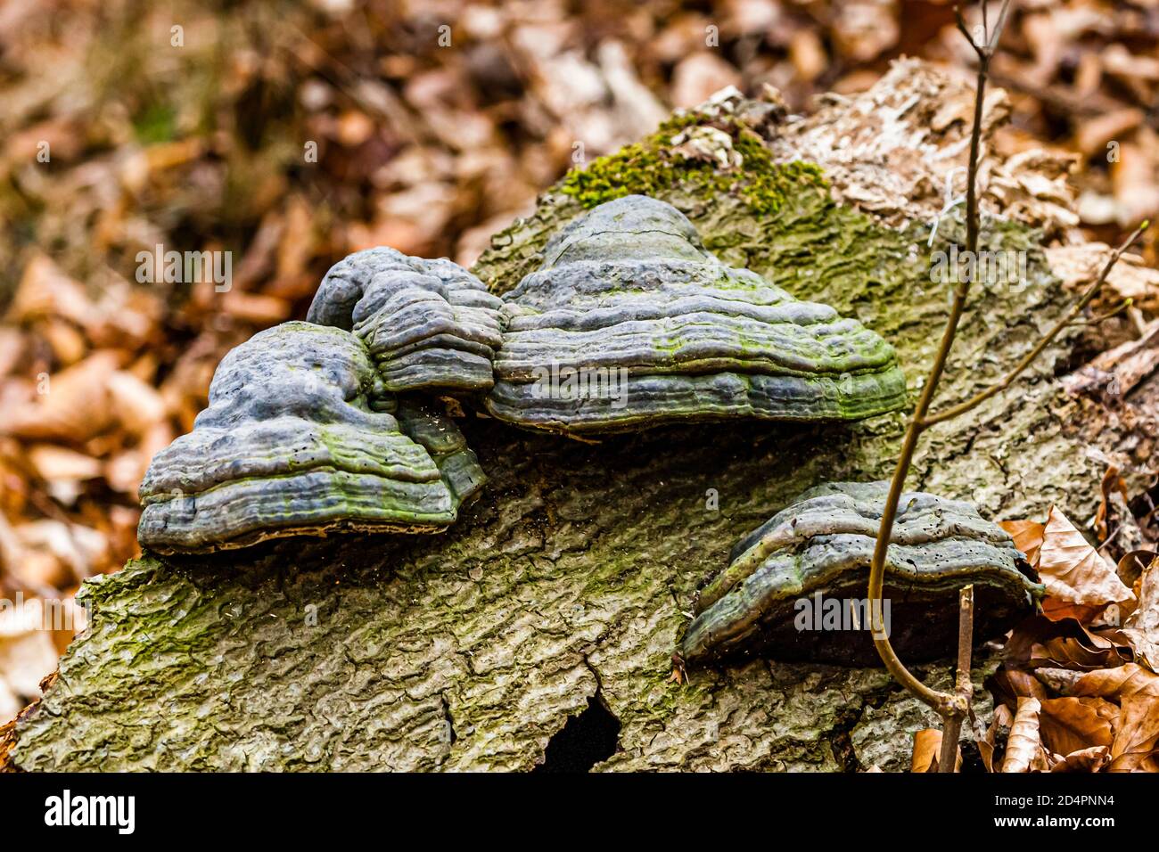 Tinder mushrooms on a rotten bum stump in Röbel-Müritz, Germany Stock Photo