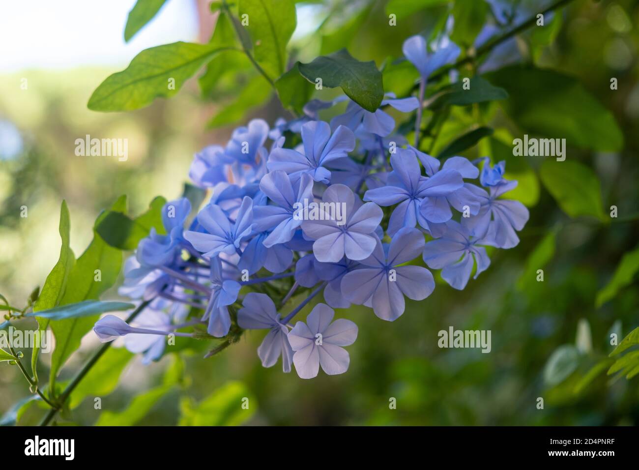 Five petals light blue flower hires stock photography and images Alamy